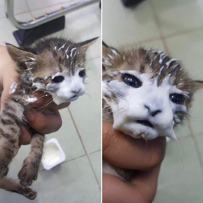 Some Cats Are Truly Messy Eaters…
