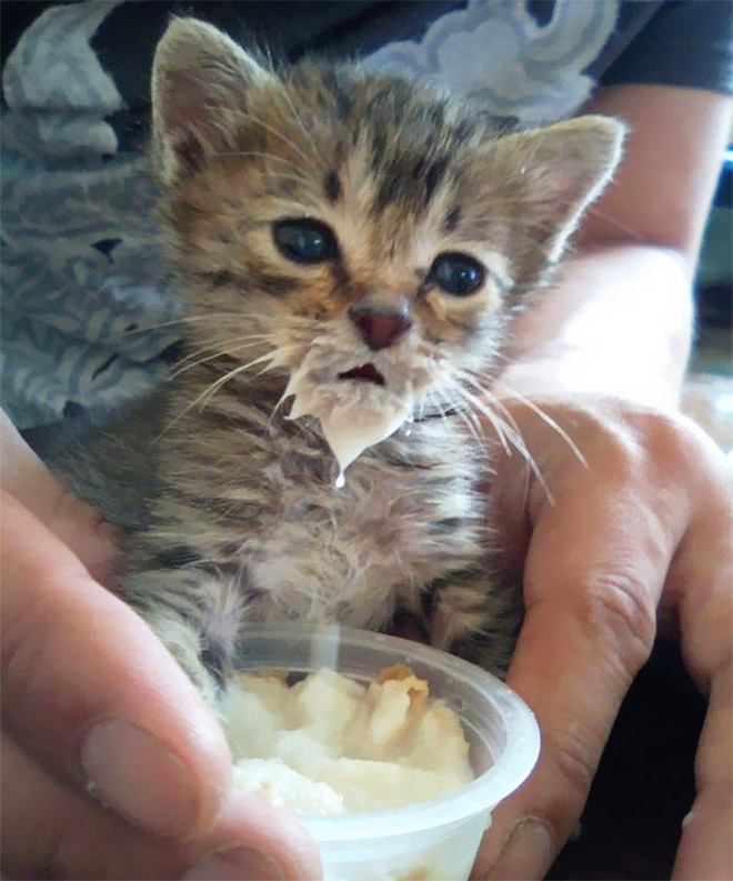 Some Cats Are Truly Messy Eaters…