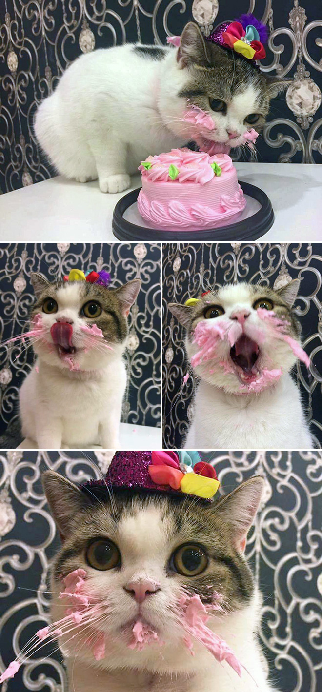 Some Cats Are Truly Messy Eaters…