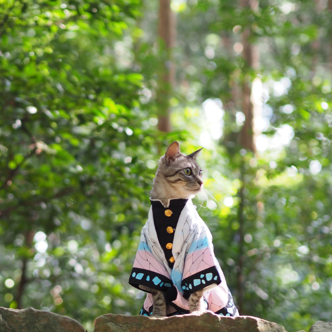 Talented Japanese Man Creates Anime Costumes For His Cats