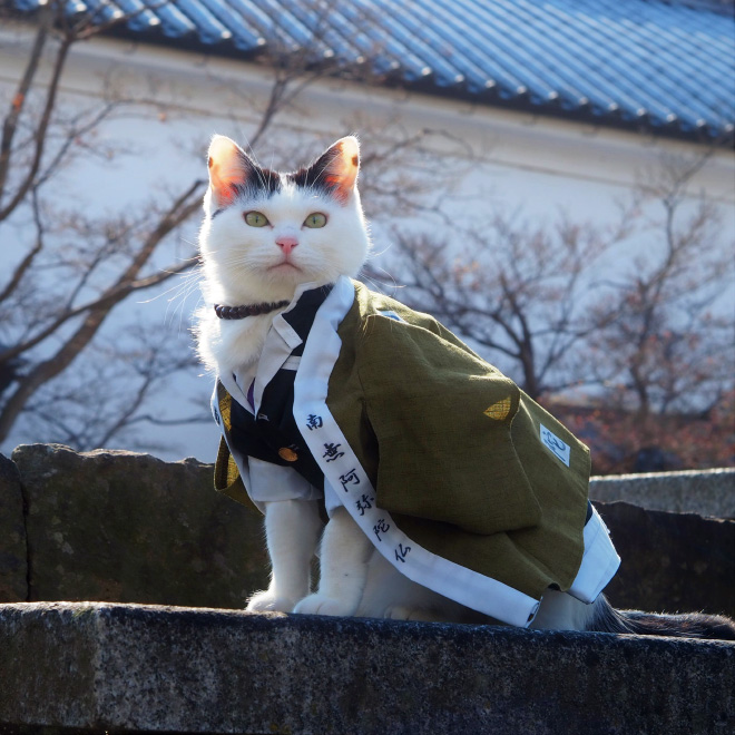 Talented Japanese Man Creates Anime Costumes For His Cats