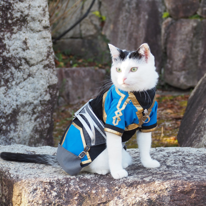 Talented Japanese Man Creates Anime Costumes For His Cats