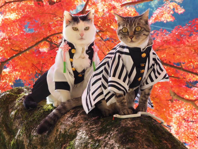 Talented Japanese Man Creates Anime Costumes For His Cats