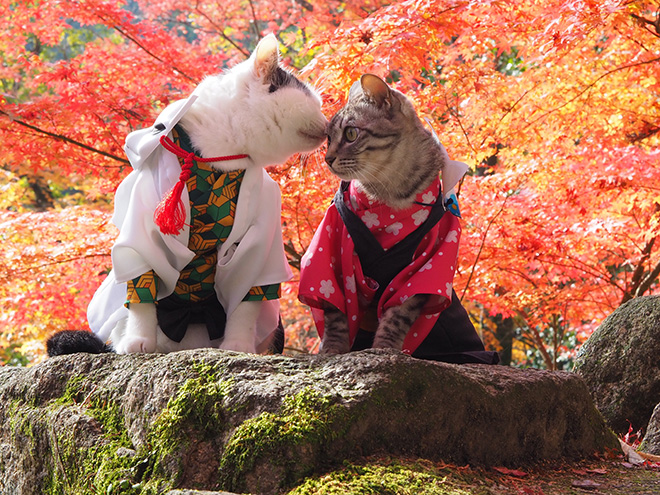 Talented Japanese Man Creates Anime Costumes For His Cats