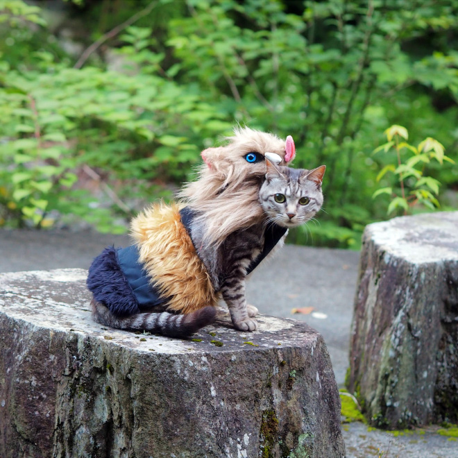 Talented Japanese Man Creates Anime Costumes For His Cats