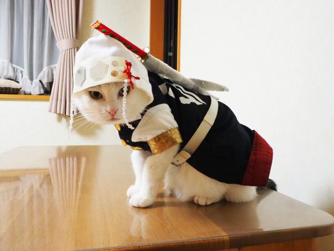 Talented Japanese Man Creates Anime Costumes For His Cats