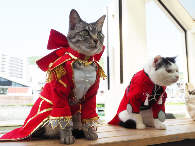 Talented Japanese Man Creates Anime Costumes For His Cats