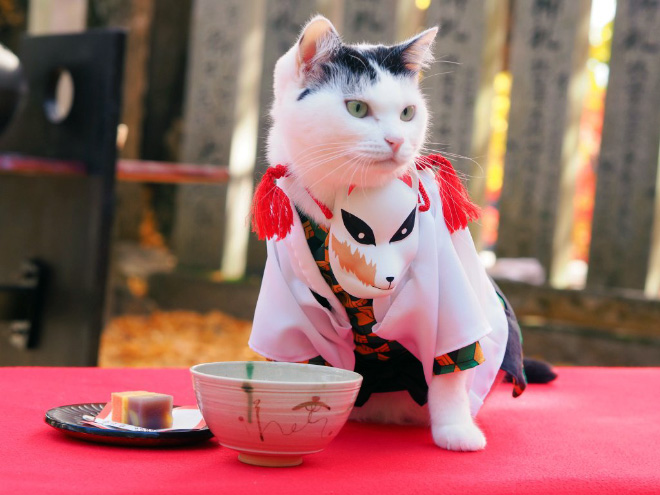 Talented Japanese Man Creates Anime Costumes For His Cats