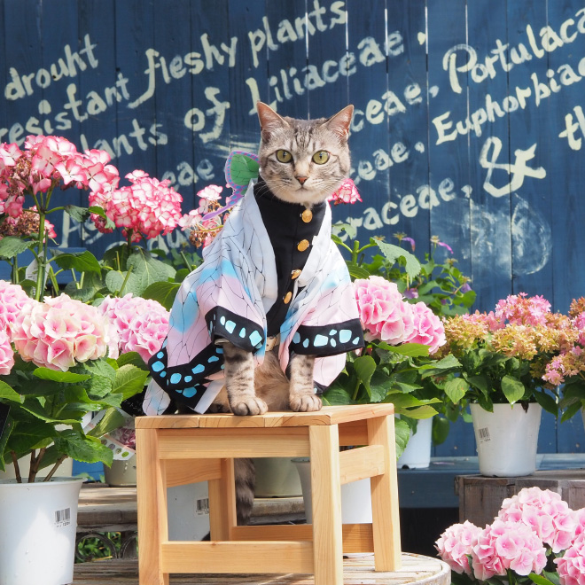 Talented Japanese Man Creates Anime Costumes For His Cats