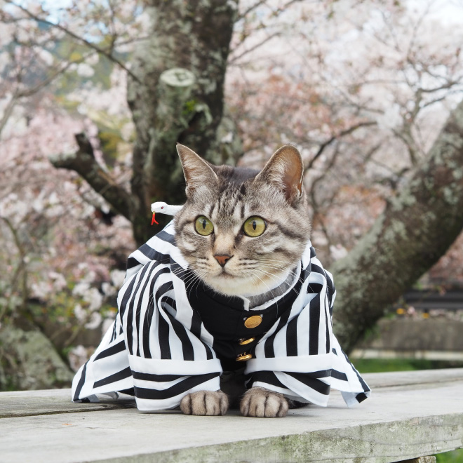 Talented Japanese Man Creates Anime Costumes For His Cats