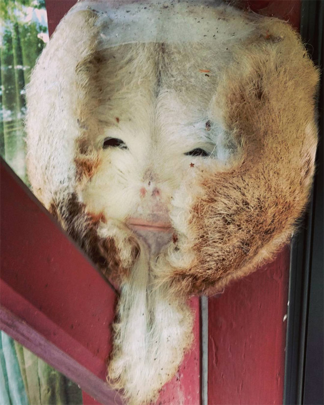 Taxidermists Are Seriously Turning Deer Butts Into Assquatches