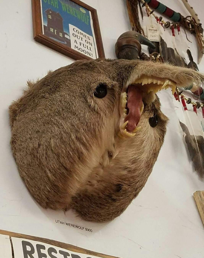 Taxidermists Are Seriously Turning Deer Butts Into Assquatches