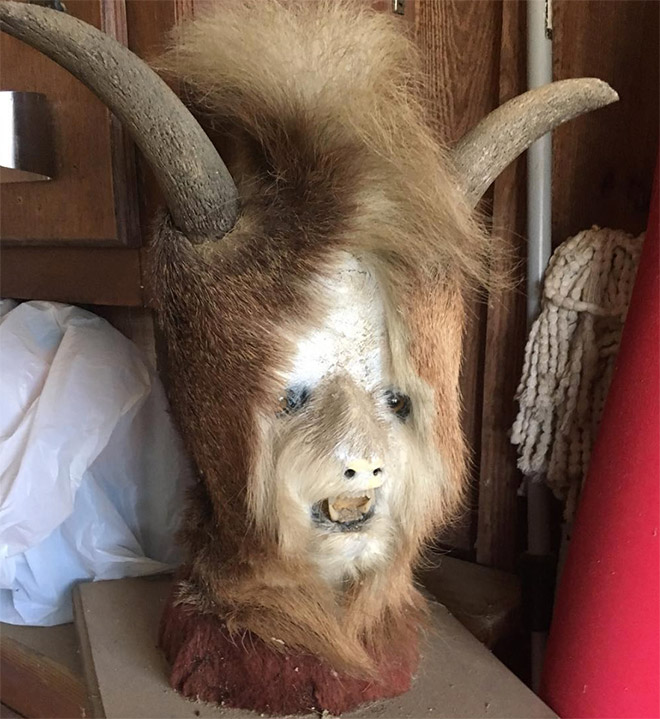 Taxidermists Are Seriously Turning Deer Butts Into Assquatches