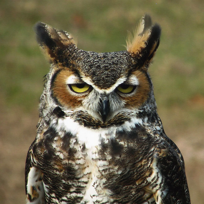 Terribly Hungover Owls