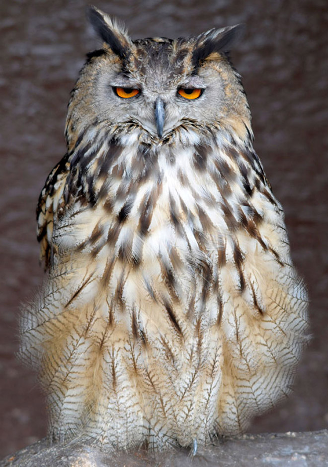 Terribly Hungover Owls
