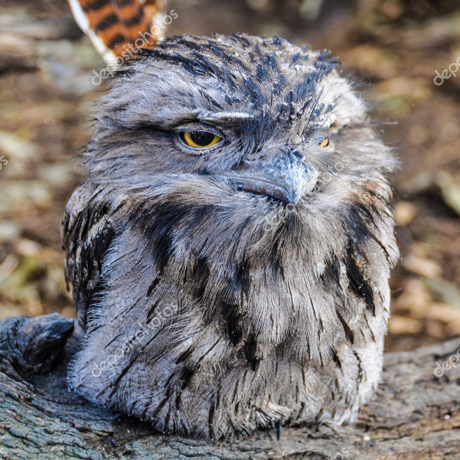 Terribly Hungover Owls