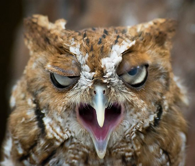 Terribly Hungover Owls