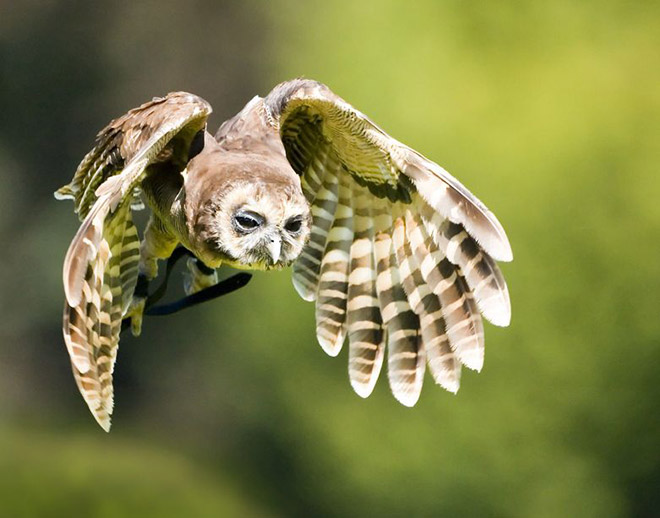 Terribly Hungover Owls