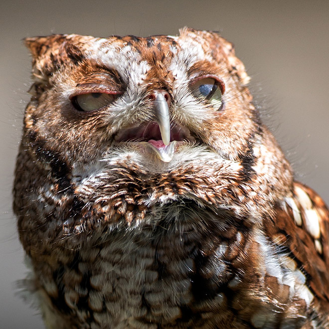 Terribly Hungover Owls