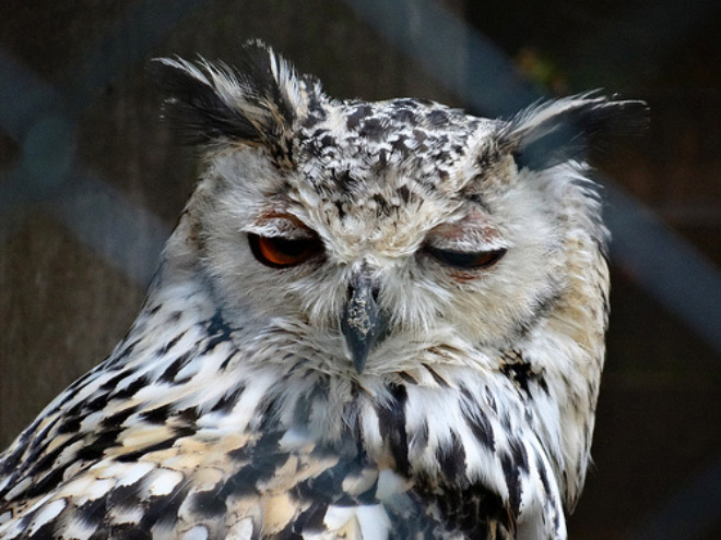 Terribly Hungover Owls