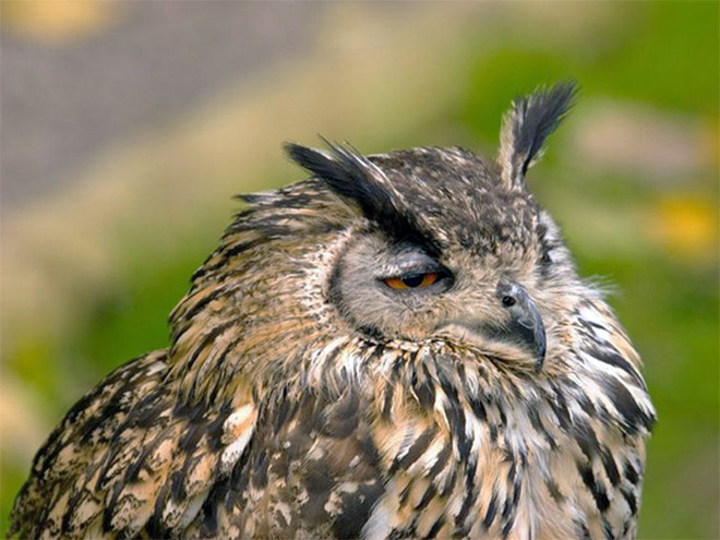 Terribly Hungover Owls