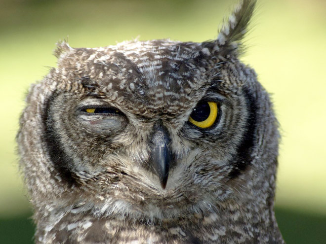 Terribly Hungover Owls