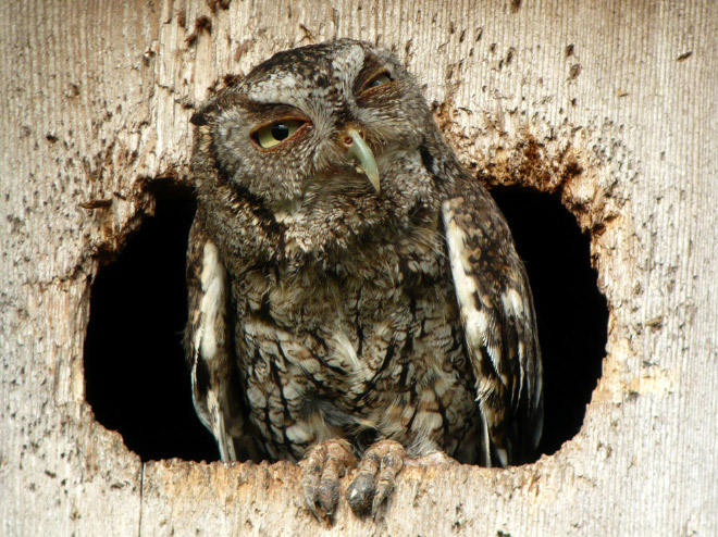 Terribly Hungover Owls