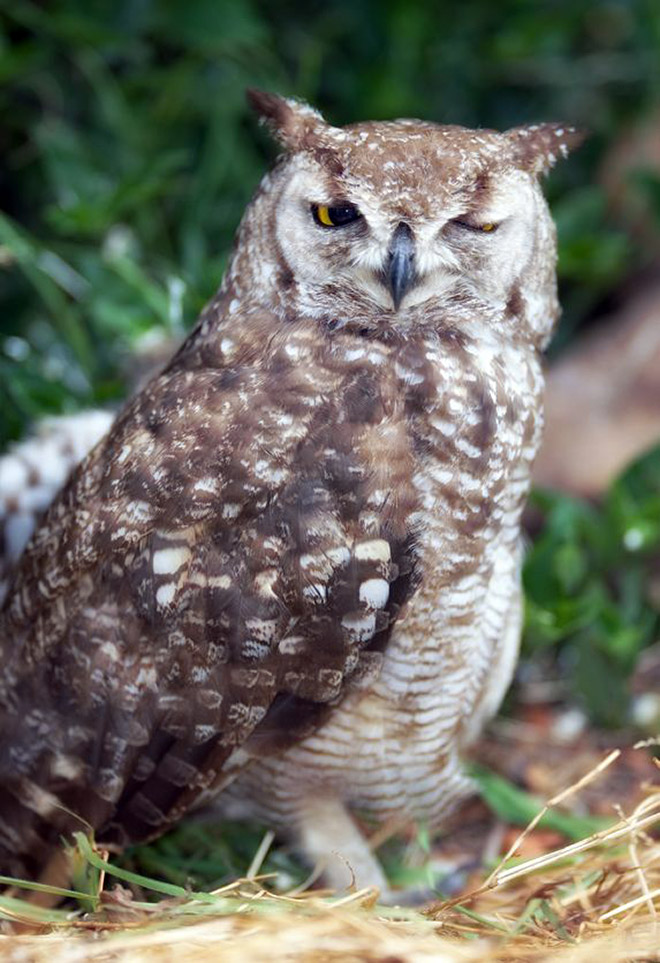 Terribly Hungover Owls