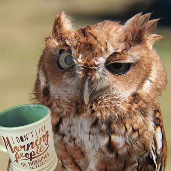 Terribly Hungover Owls