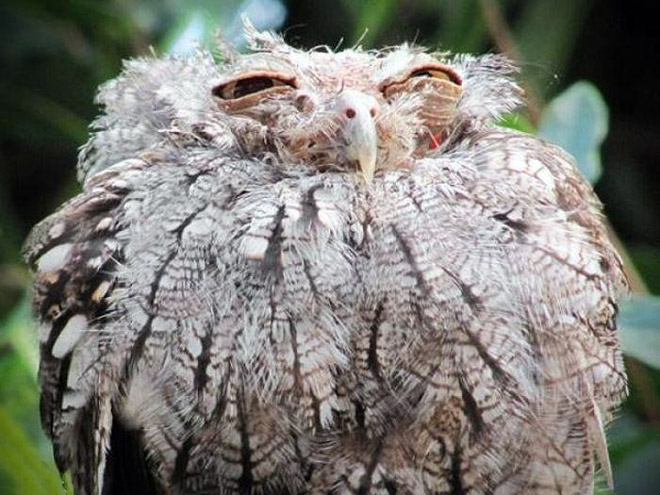 Terribly Hungover Owls