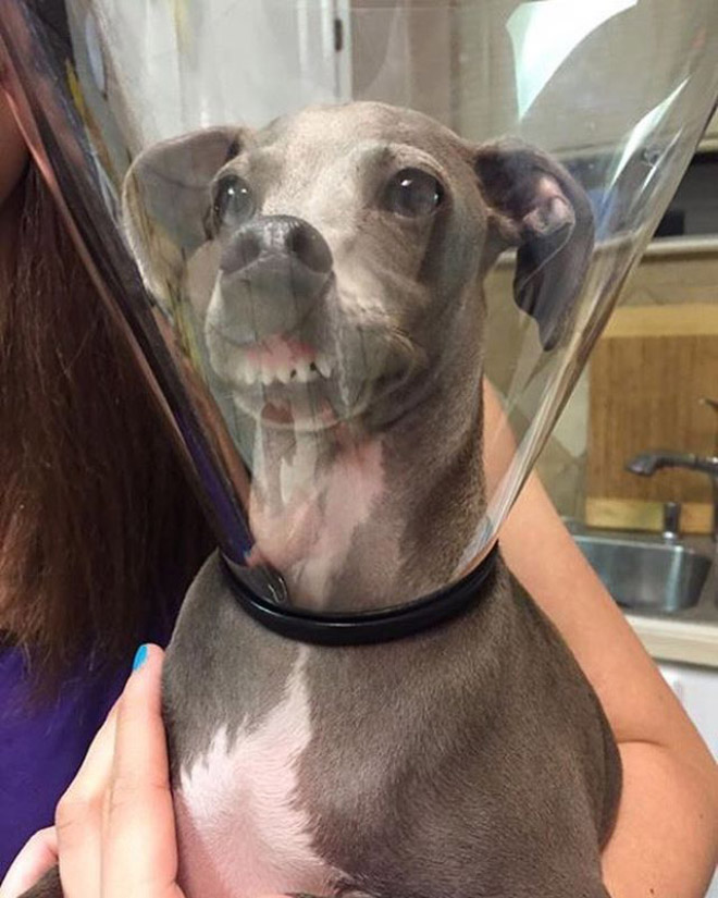The Funniest Pictures of “Unflattering Dog Photo Challenge”