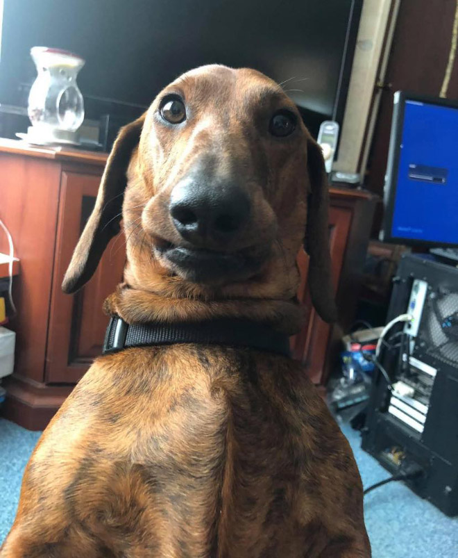 The Funniest Pictures of “Unflattering Dog Photo Challenge”