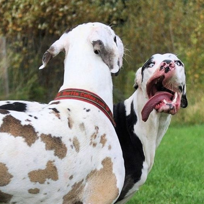 The Funniest Pictures of “Unflattering Dog Photo Challenge”