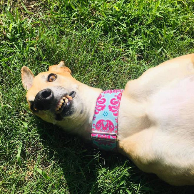The Funniest Pictures of “Unflattering Dog Photo Challenge”