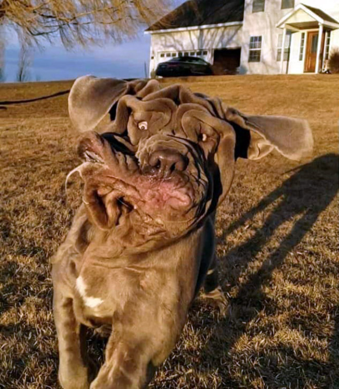 The Funniest Pictures of “Unflattering Dog Photo Challenge”