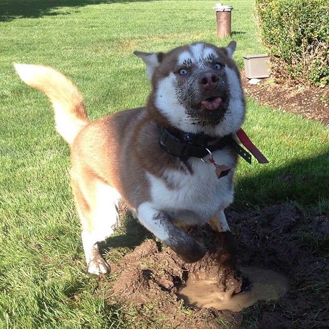 The Funniest Pictures of “Unflattering Dog Photo Challenge”