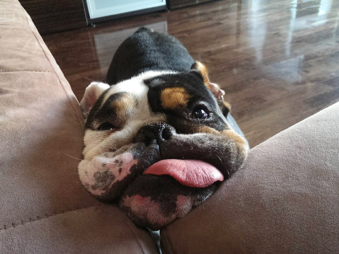 The Funniest Pictures of “Unflattering Dog Photo Challenge”