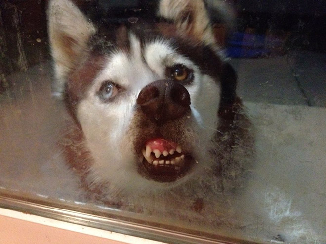 The Funniest Pictures of “Unflattering Dog Photo Challenge”