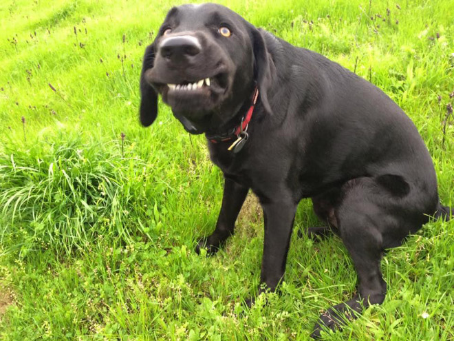 The Funniest Pictures of “Unflattering Dog Photo Challenge”