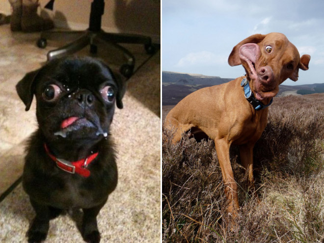 The Funniest Pictures of “Unflattering Dog Photo Challenge”