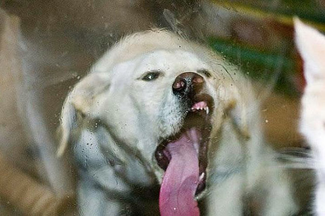 The Funniest Pictures of “Unflattering Dog Photo Challenge”