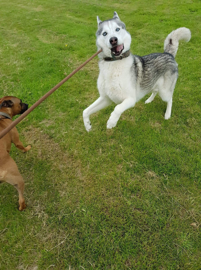The Funniest Pictures of “Unflattering Dog Photo Challenge”