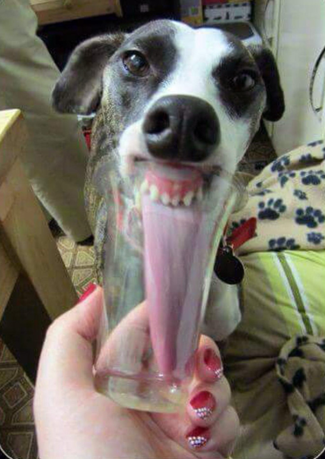 The Funniest Pictures of “Unflattering Dog Photo Challenge”