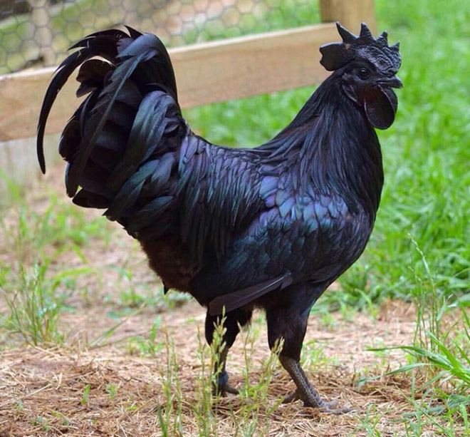 The Most Metal Animals Ever