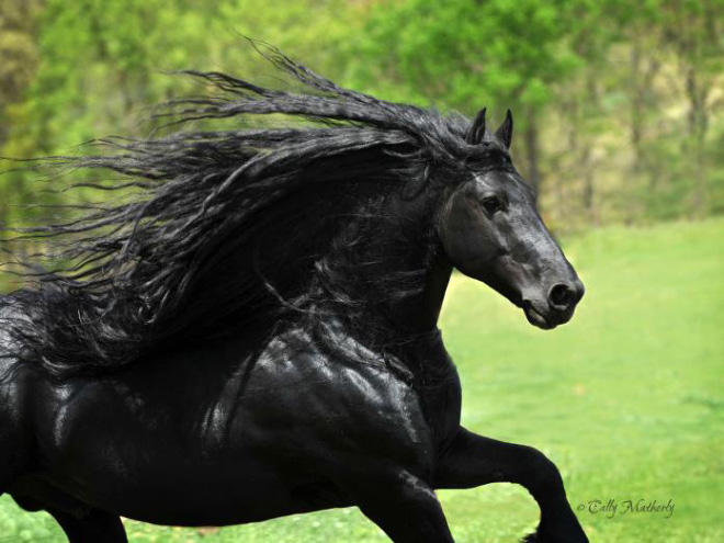 The Most Metal Animals Ever