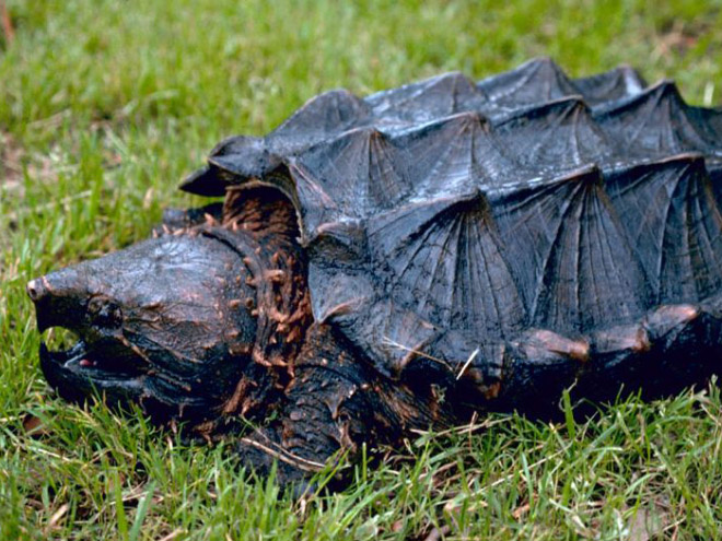 The Most Metal Animals Ever