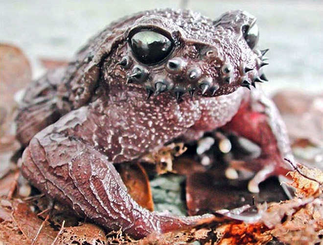 The Most Metal Animals Ever