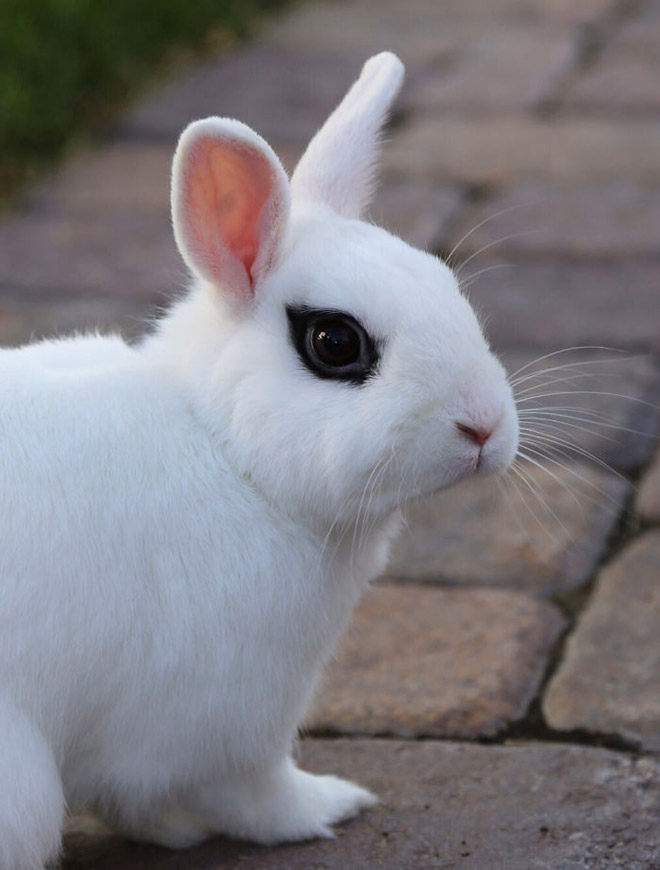 The Most Metal Animals Ever
