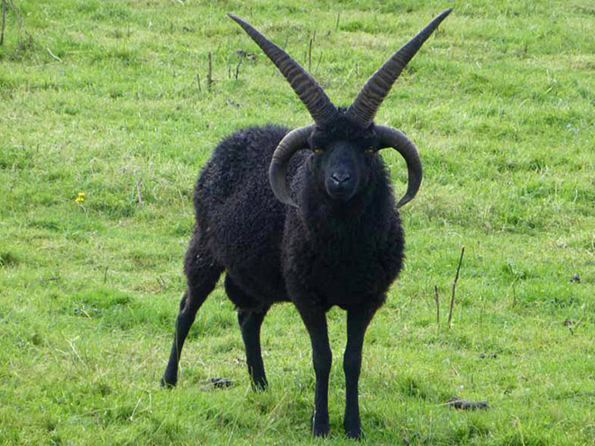 The Most Metal Animals Ever