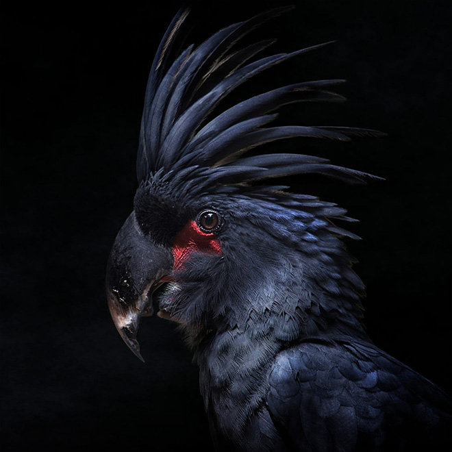 The Most Metal Animals Ever